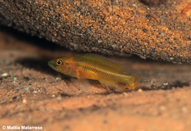 Neolamprologus niger 'Jakobsen's Beach'